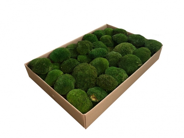 Premium Preserved Alpine ( Tyrolean ) Pillow Moss - Bun Moss, Bulk Box - 0.5 m2 of moss.  Forest Green.